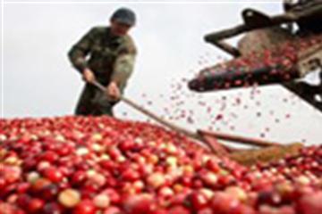 Không phải trả lãi khoản vay giảm tổn thất sau thu hoạch nông sản 