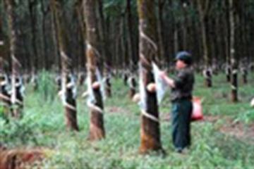 Áp thuế xuất khẩu mới cho cao su từ 3%-5% 