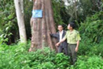 Giảm vốn ngân sách đầu tư phát triển rừng đặc dụng