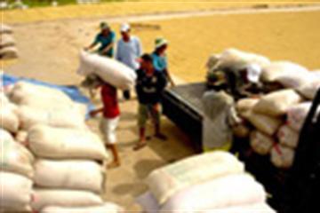 Hỗ trợ 100% lãi suất tiền vay mua thóc gạo tạm trữ vụ Hè Thu năm 2012