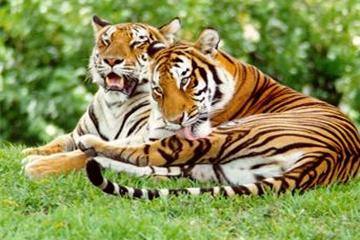 Tăng cường kiểm soát, bảo tồn động vật hoang dã