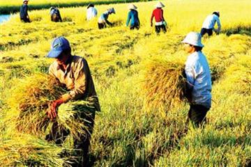 Xây dựng Chương trình cho vay thí điểm phục vụ phát triển nông nghiệp