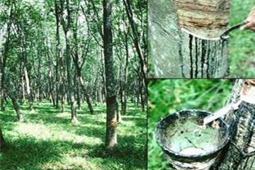 Ban hành Điều lệ tổ chức Tập đoàn Công nghiệp Cao su Việt Nam