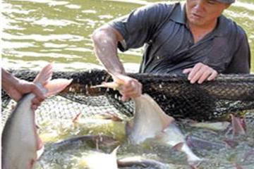 Cơ cấu lại nợ đến 36 tháng cho chủ trang trại cá tra gặp khó khăn