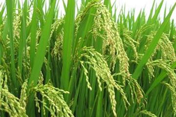 Điều kiện vay vốn hỗ trợ giảm tổn thất trong nông nghiệp