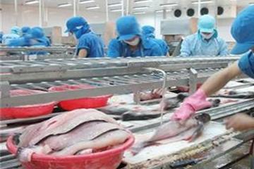 Xuất khẩu sản phẩm cá Tra phải đăng ký với Hiệp hội cá Tra Việt Nam 