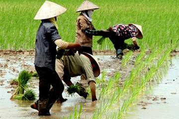 Khai hoang, cải tạo đất trồng lúa được hỗ trợ đến 10 triệu đồng/ha