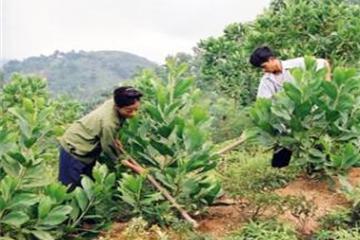 Giải quyết việc làm cho người lao động bị thu hồi đất