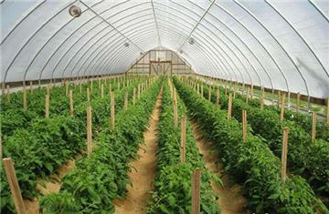 Tiêu chí xác định doanh nghiệp nông nghiệp ứng dụng công nghệ cao