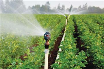 Hỗ trợ 50% chi phí đầu tư hệ thống tưới tiết kiệm nước