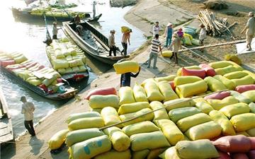 Chính phủ nới lỏng điều kiện kinh doanh xuất khẩu gạo