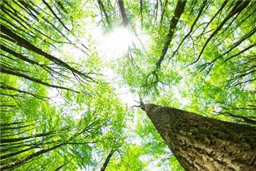 Phải chăm sóc rừng sau khi trồng từ 3 - 5 năm