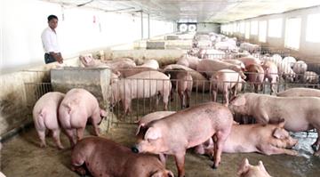 Hỗ trợ 80% giá thị trường cho gia đình có lợn mắc dịch bệnh