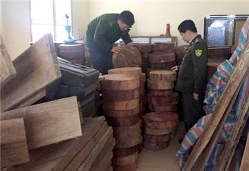 Vận chuyển lâm sản trái phép có thể bị phạt đến 1 tỷ đồng