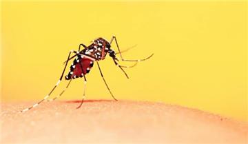 Bộ Y tế hướng dẫn điều trị sốt xuất huyết Dengue