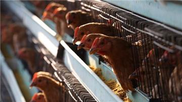 Thủ tướng: Không để bùng phát H5N1 khi đang dịch nCoV