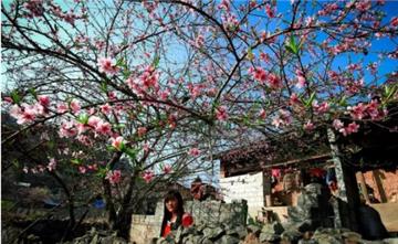 Hướng dẫn cách truy xuất nguồn gốc cây đào, cây mai