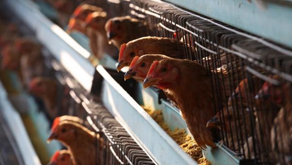 Thủ tướng: Không để bùng phát H5N1 khi đang dịch nCoV