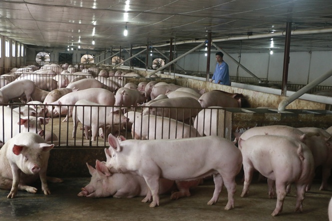 Từ hôm nay (12/6), nhập khẩu lợn sống từ Thái Lan về Việt Nam