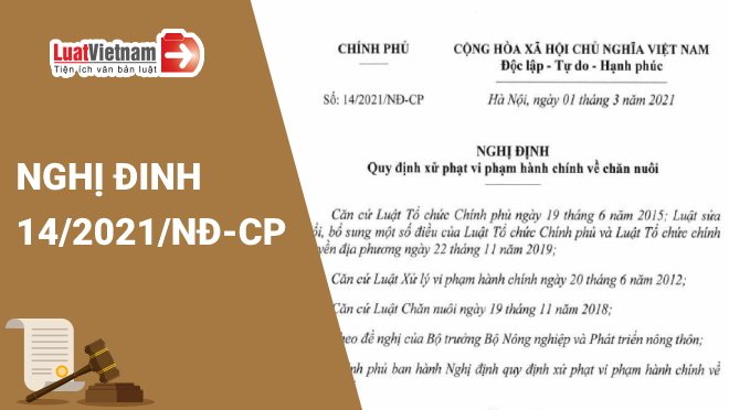 Nghi dinh moi xu phat vi pham hanh chinh ve chan nuoi