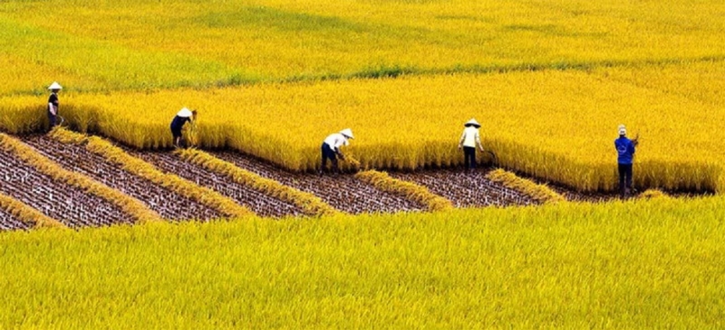 Read more about the article Mua đất trồng lúa để xây sẵn mộ cho dòng họ có được không?