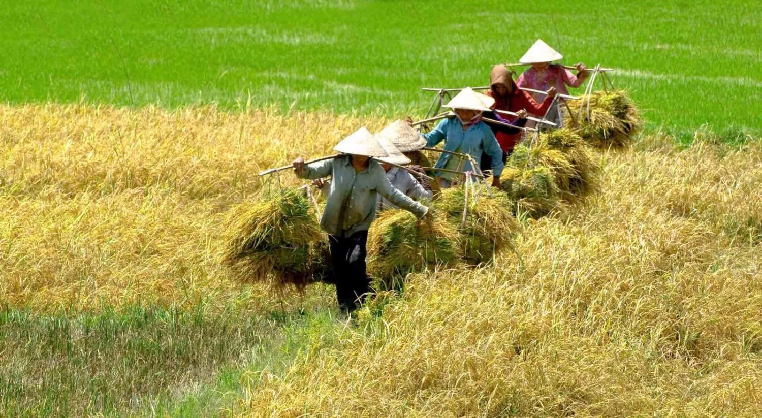 Read more about the article Sử dụng đất trồng lúa không đúng mục đích: Mức phạt 2023