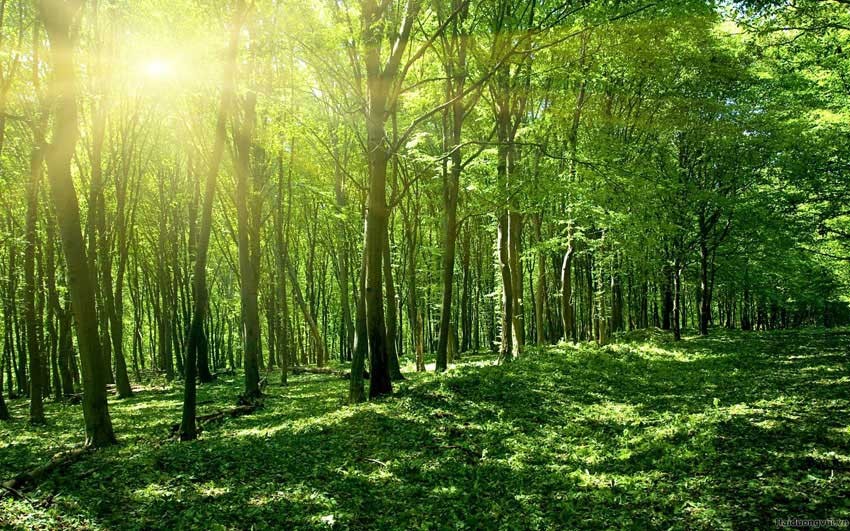 Read more about the article Đất rừng sản xuất có được vay thế chấp ngân hàng không?