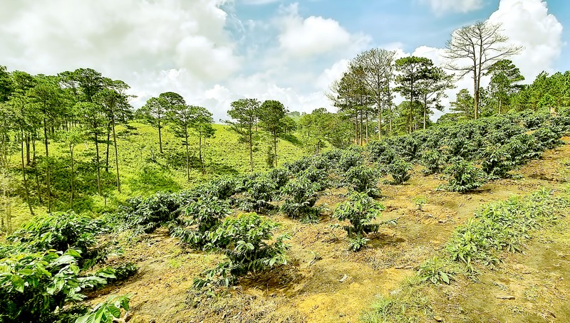 Read more about the article Đất rừng sản xuất có lên được thổ cư không?