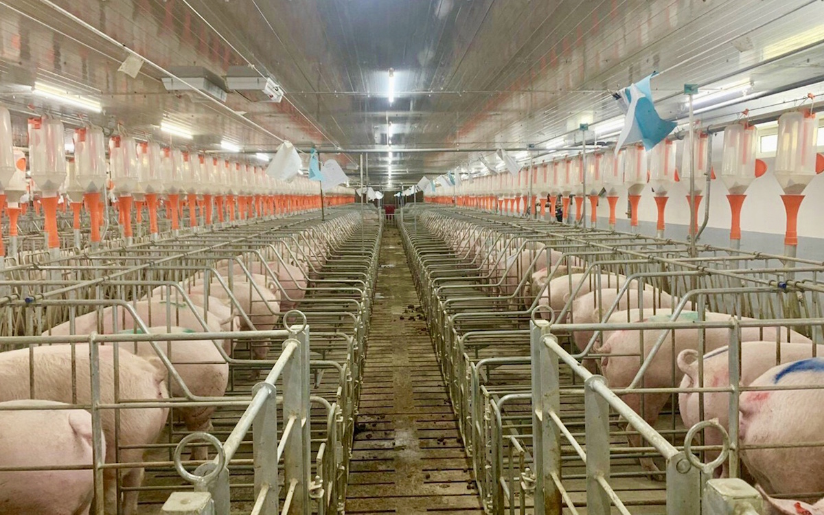 Xử lý nước thải chăn nuôi heo lợn chi phí thấp nhất toàn quốc  Công Ty  TNHH Xây Dựng Và Kỹ Thuật Môi Trường Bình Minh  Xử lý Nước Thải 