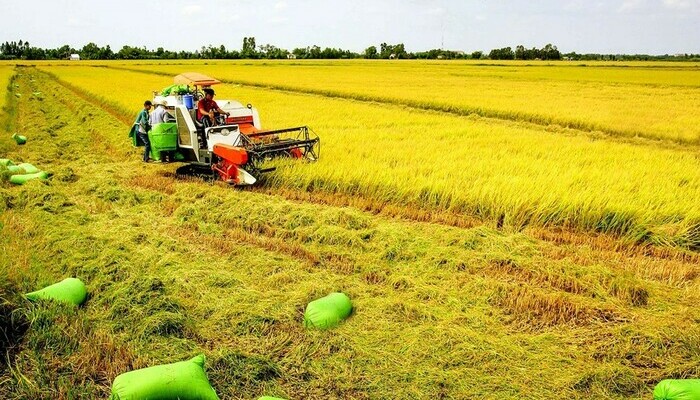 Read more about the article Đất trồng lúa có được thế chấp vay vốn ngân hàng không?