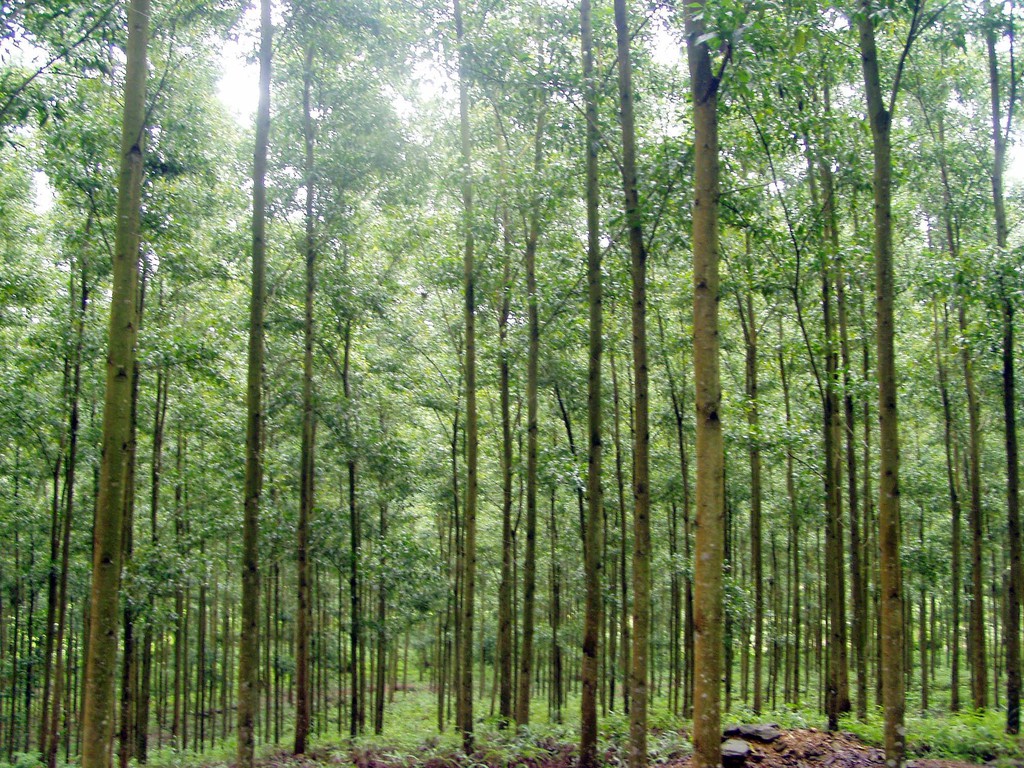 Read more about the article Đất rừng sản xuất có được chuyển nhượng không?