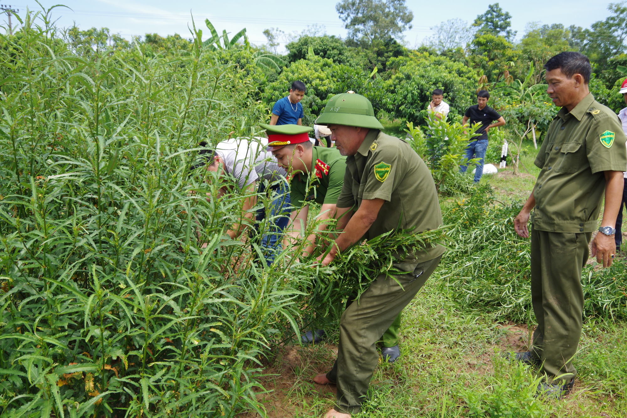 vi pham ve buon ban giong cay trong  bao gom cay dieu  bi phat den 100 trieu dong