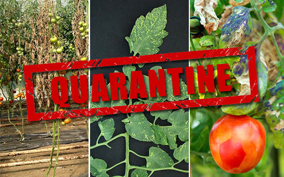 Issue the List of 117 living things subject to plant quarantine