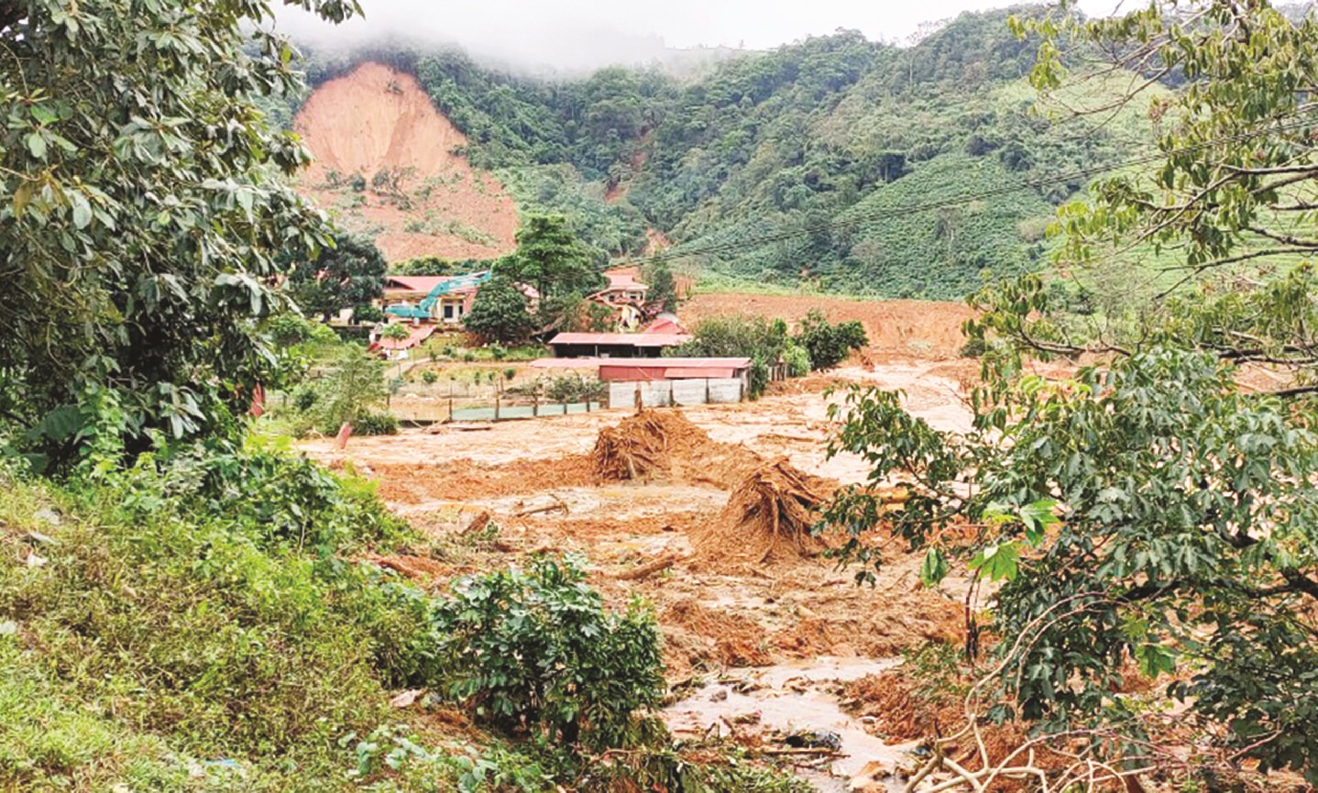 Vietnam issues plan to implement Glasgow declaration on forests