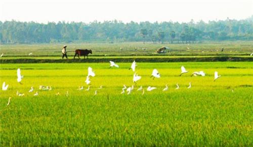 Bồi thường đất nông nghiệp cho cán bộ, công chức, viên chức Bồi thường đất nông nghiệp cho cán bộ, công chức, viên chức
