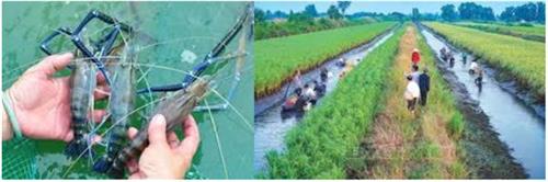 Quyết định 4354/QĐ-BNN-TCTS của Bộ Nông nghiệp và Phát triển nông thôn về việc Phê duyệt Đề án phát triển sản xuất và xuất khẩu tôm càng xanh