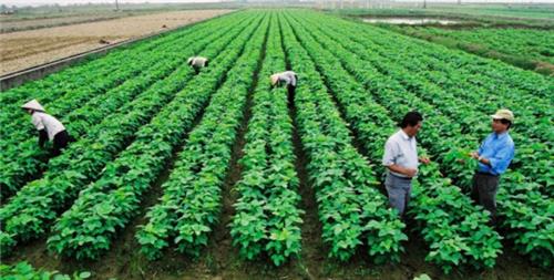 Đến 2025, thành lập mới 10.000 tổ chức kinh tế tập thể