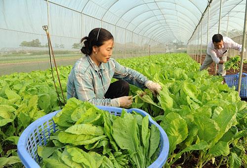 Giải thể dứt điểm các hợp tác xã không còn hoạt động