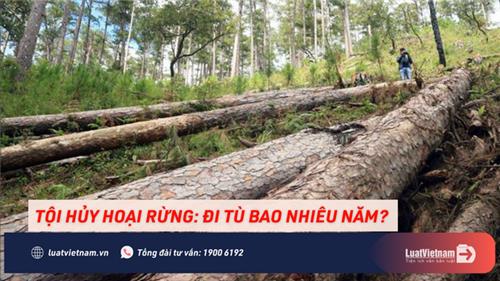 Tội hủy hoại rừng là gì? Bị xử lý thế nào theo quy định mới nhất?