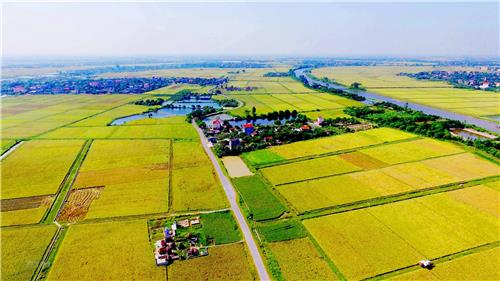 Hà Nội mạnh tay xử lý tình trạng lấn chiếm đất nông nghiệp