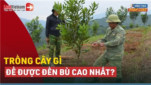 Video: Trồng cây gì được đền bù cao nhất khi Nhà nước thu hồi đất?